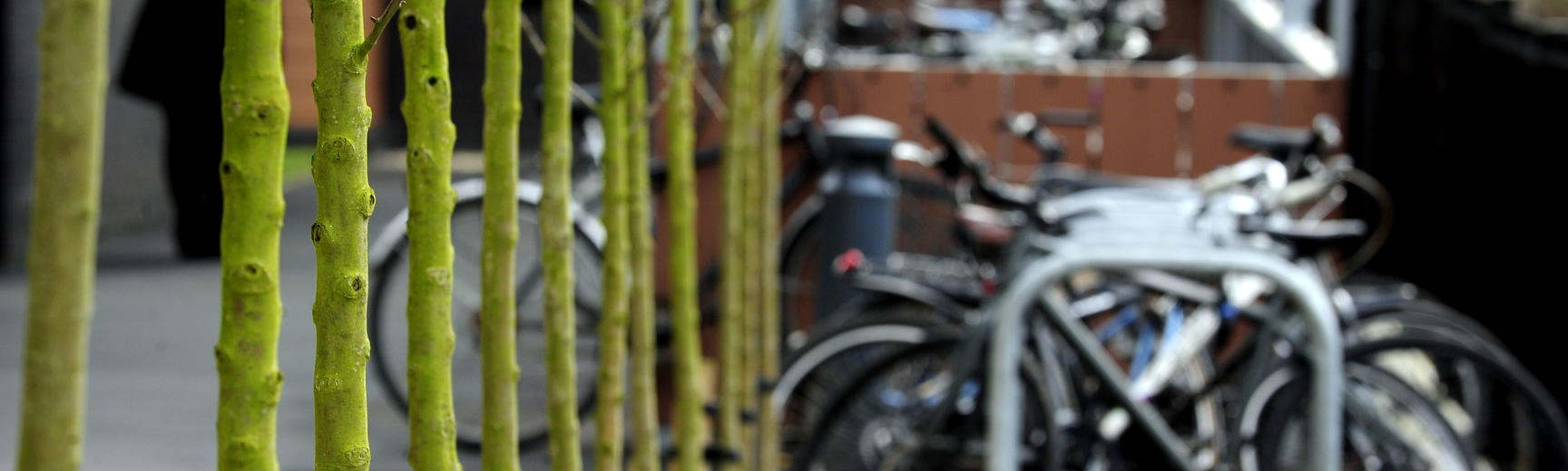 Bikes, trees, bike rack, bicycles